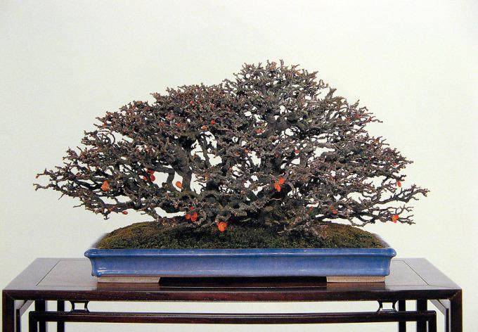 高33厘米的日本长寿梅盆景