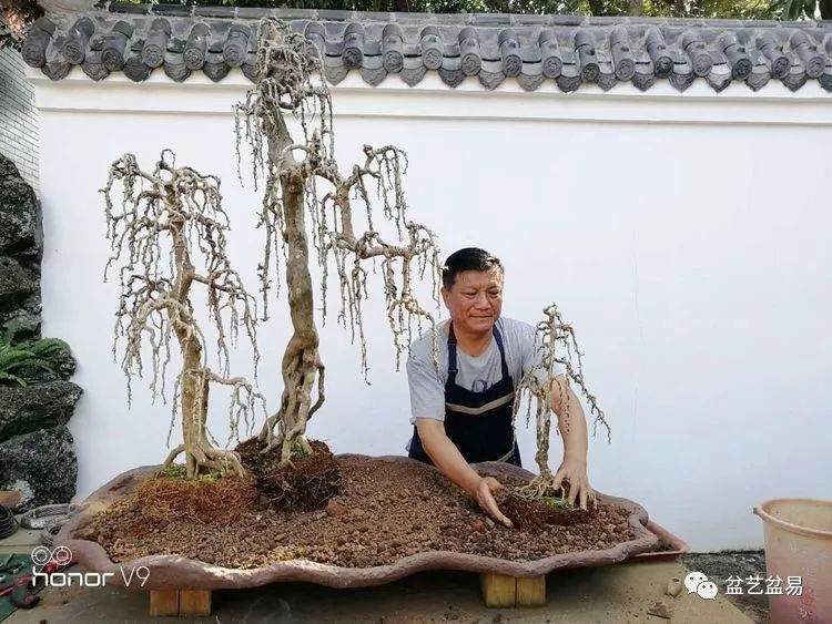 图解 刘传刚制作大型垂枝式树石盆景的方法