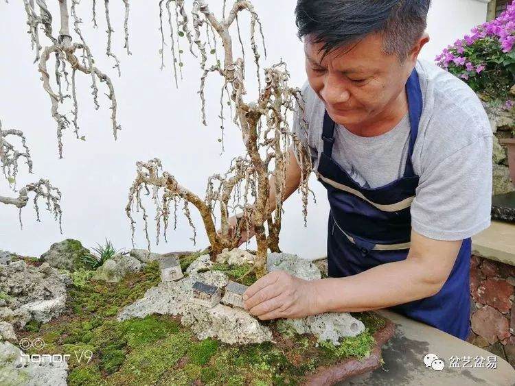 图解 刘传刚制作大型垂枝式树石盆景的方法