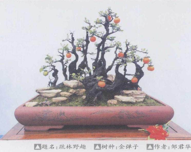 重庆市花卉盆景协会主办盆景艺术展
