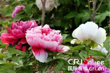 杭州举办五一盆景插花展