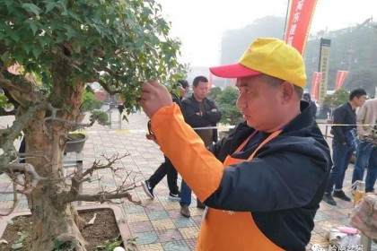 河南省盆协第三届中珠杯盆景创作大赛回顾