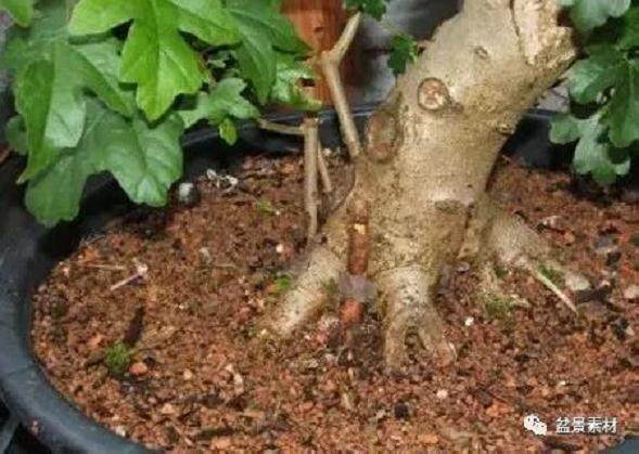 图解 枫树老桩盆景的生根补根的方法