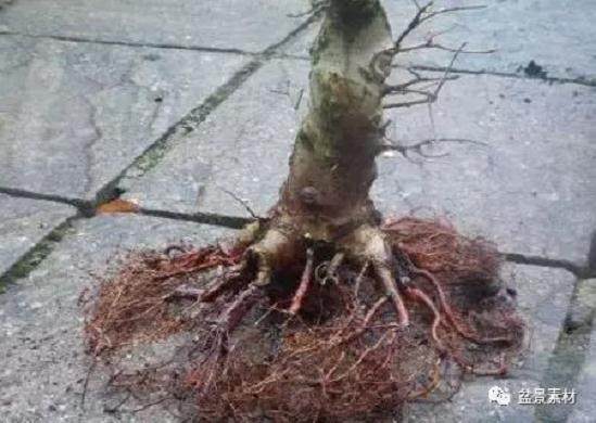 图解 枫树老桩盆景的生根补根的方法