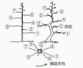 图解 盆景树枝冠与枝条怎么修剪的方法