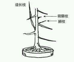 图解 盆景树枝冠与枝条怎么修剪的方法