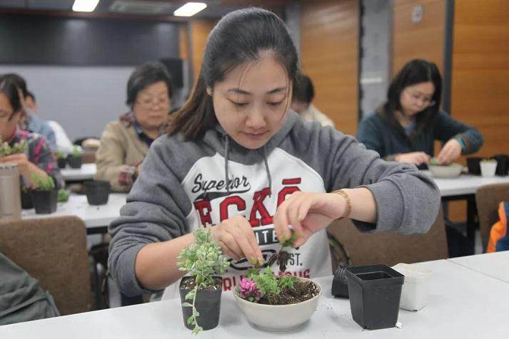 中华盆景系列讲座多肉拼盘盆景制作