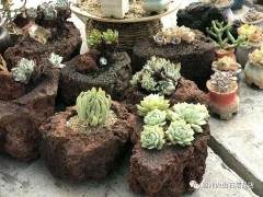 为什么小型盆栽都喜欢用火山石花盆呢？