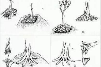 树桩盆景的完美造型及4种提根方法