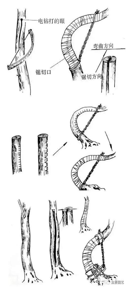 图解 盆景怎么打弯的13个步骤