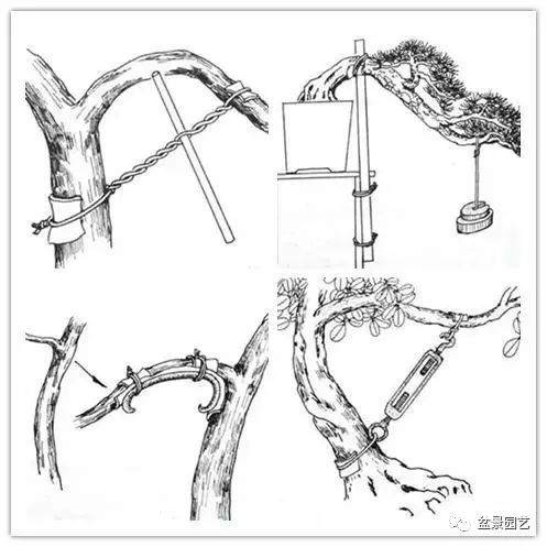 图解 盆景怎么打弯的13个步骤