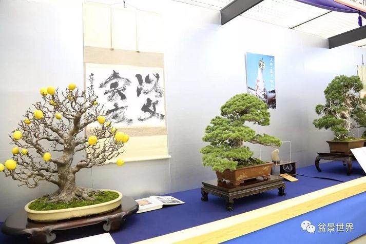 第38届日本盆景大观展在京都市劝业馆开幕