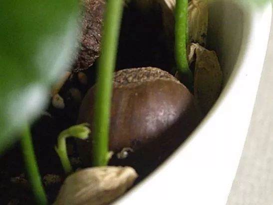 如何在家种一盆养眼的栗子盆栽 图片