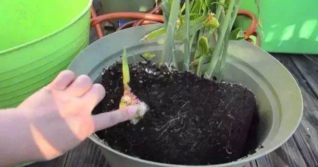 在家里养护生姜盆栽需要注意的几个技巧