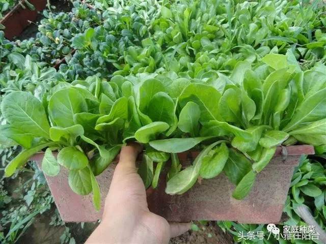 阳台种菜怎样施肥？盆栽蔬菜怎么施肥？