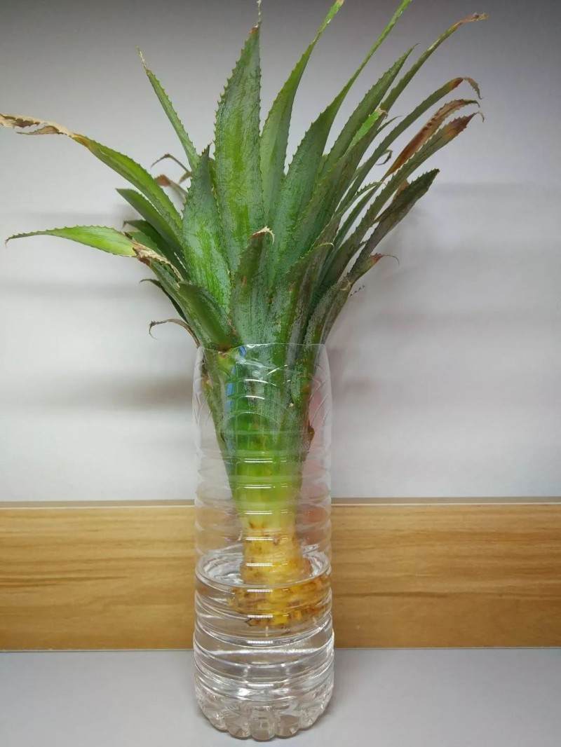 图解制作菠萝盆栽的全过程 图片
