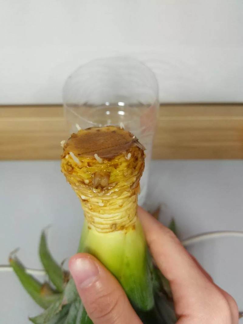 图解制作菠萝盆栽的全过程 图片