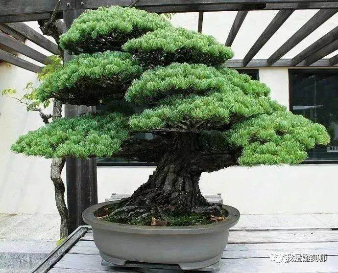 五针松盆景有哪些品种 Penjing8 盆景吧