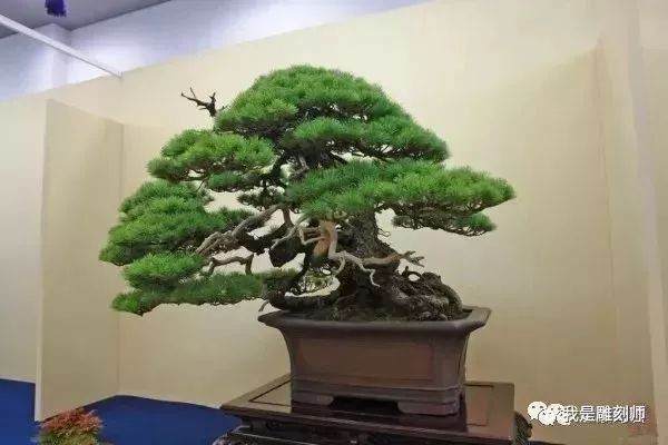 五针松盆景有哪些品种 Penjing8 盆景吧