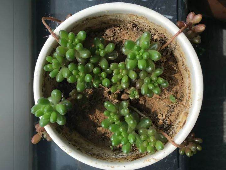 多肉植物的换颗粒土与浇水注意