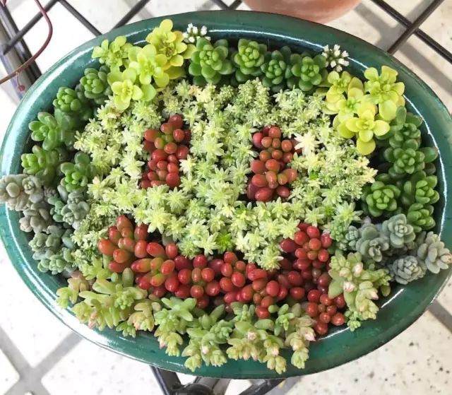 多肉不大 且常换方向 可是还是出现了倾斜的现象