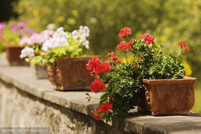 广州花卉市场较好观叶盆花价格普遍上涨20%