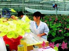 2003年 皇基公司是全球最大的蝴蝶兰切花供应商之一