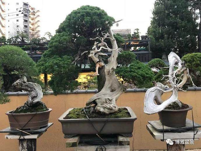 日本盆景之行--春花园盆栽美术馆