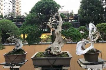日本盆景之行--春花园盆栽美术馆