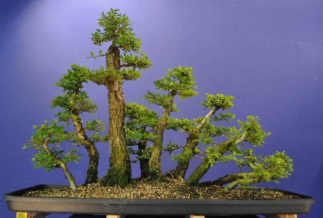 图解 2011年制作榆树盆景的过程