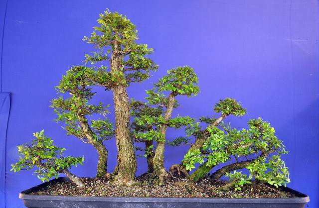 图解 2011年制作榆树盆景的过程