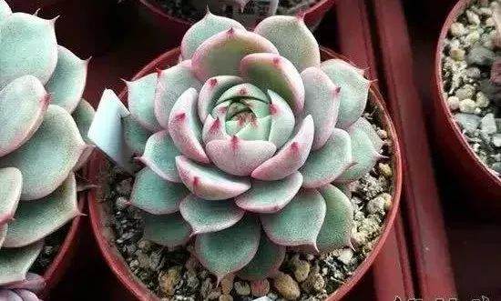 多肉植物冬天怎么养护?