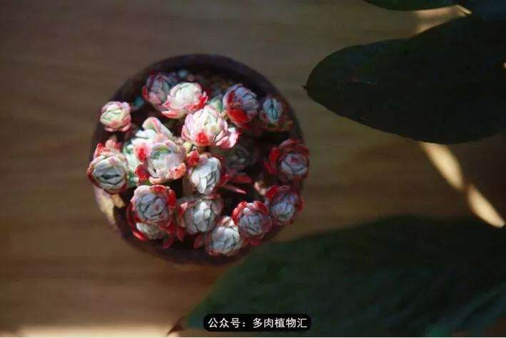 被晒熟了的多肉植物 该怎么办?