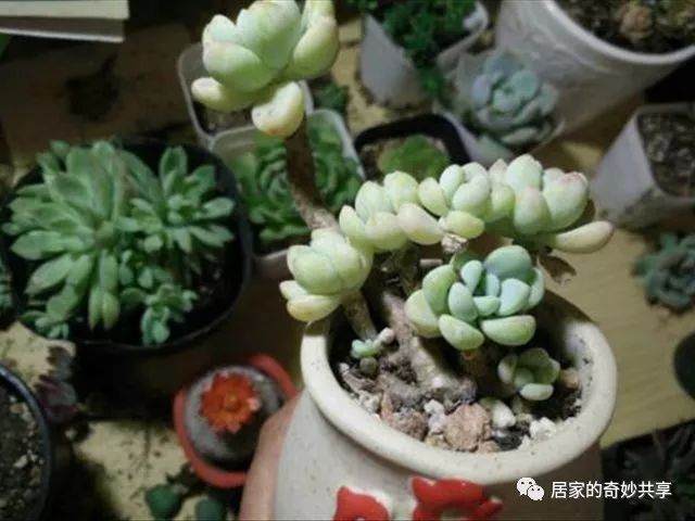 多肉植物的叶子干瘪是什么原因？找到原因后再解决