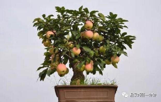 调节均衡苹果盆景多花多果采用方法分享