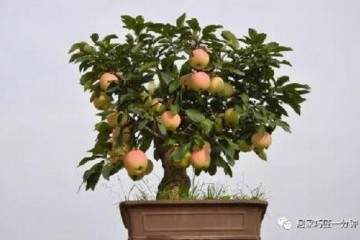 苹果盆景怎么多发芽 用什么方法 图片