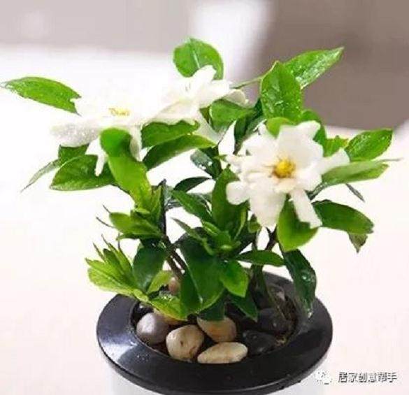 茉莉花盆景养护与管理