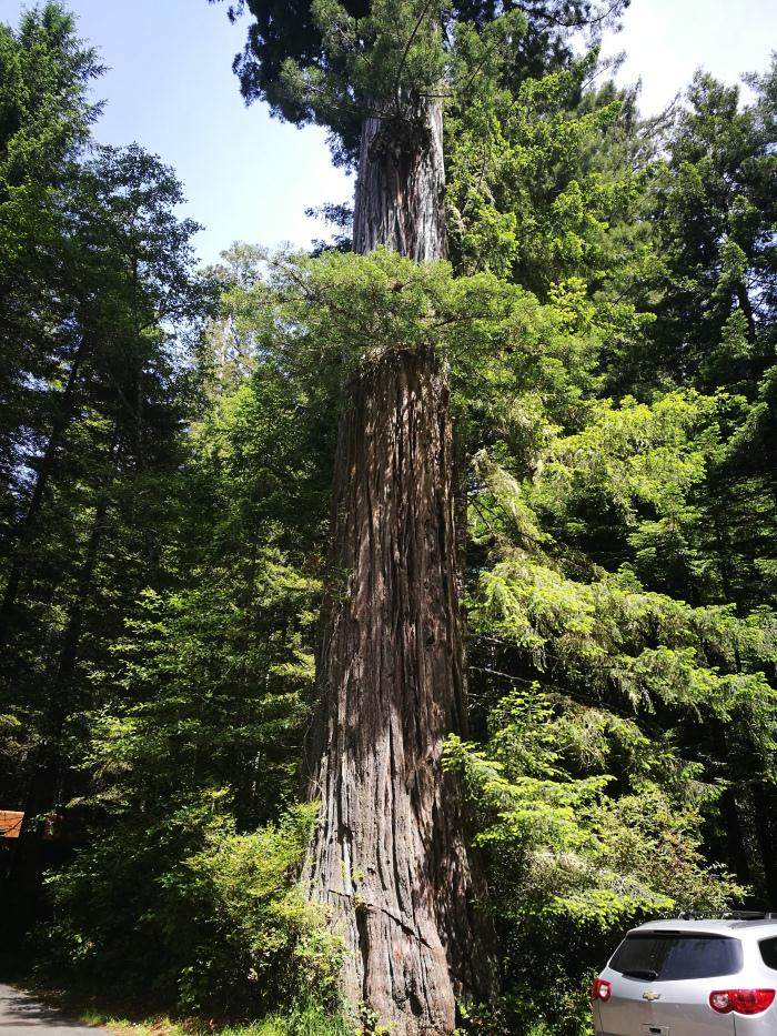 我很想看到最好的北美红杉盆景