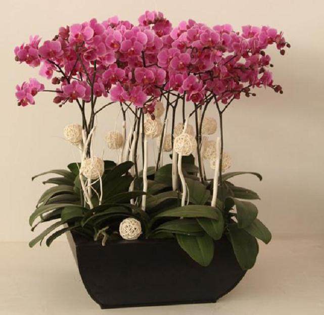 2月 北京市场迎来了真正的花卉销售旺季