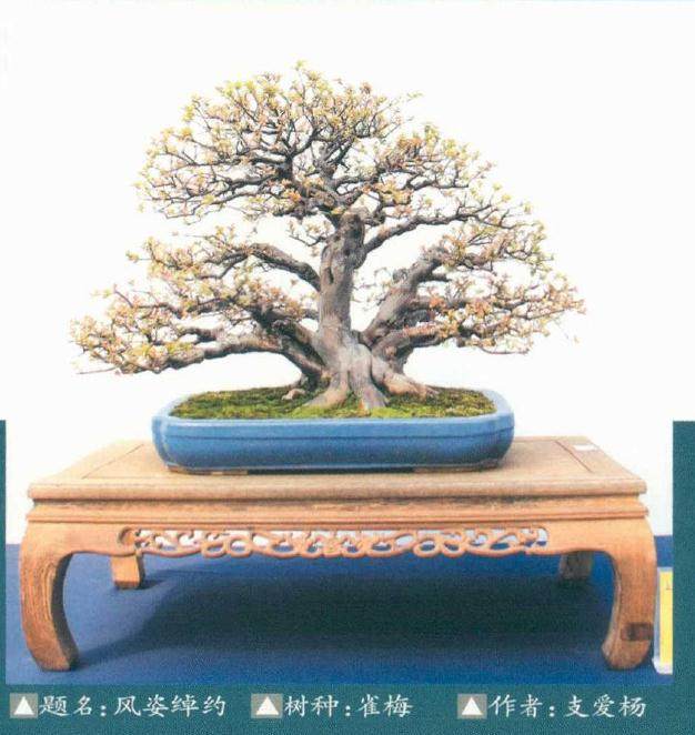 2018年 第六届中国沭阳花木盆景节