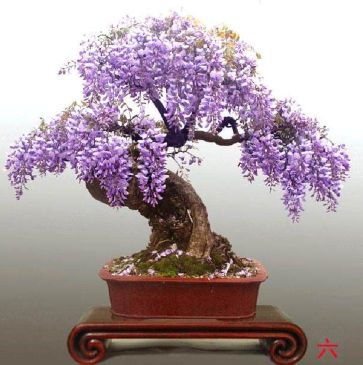 分享给紫藤盆景的上盆造型技巧