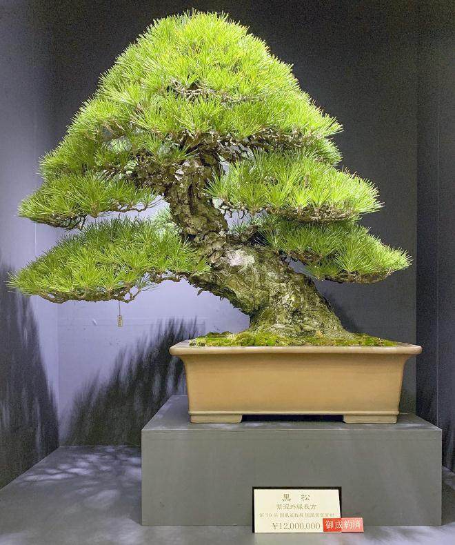 盆景艺术家铃木真司是今年日本盆景大观展的主席