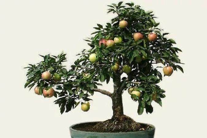 苹果盆景怎么砧木嫁接繁殖的3个方法
