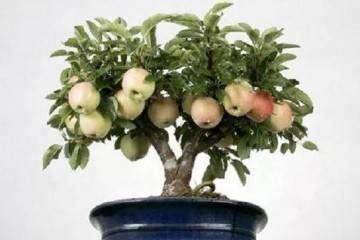 苹果盆景怎么砧木嫁接繁殖的3个方法