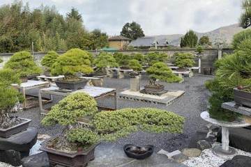 参观日本四国岛的盆景花园