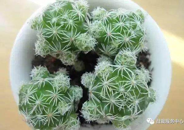 多肉植物怎么防冻抗寒绝招 图片