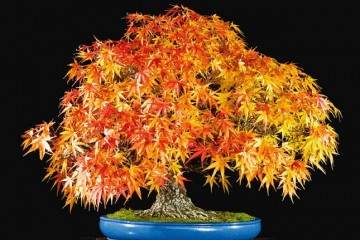 日本枫树通常是从切割和空气层生长盆景
