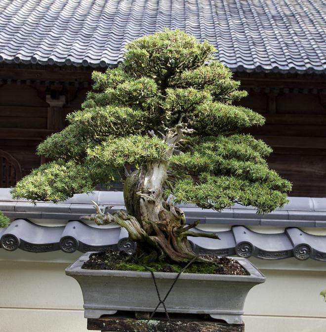 冈崎的Daiju-en盆景园是日本最着名的盆景花园之一