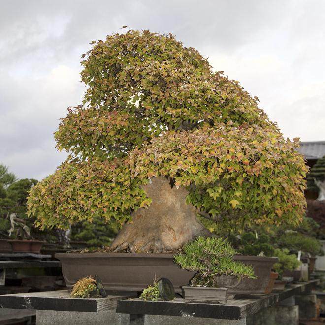 东京江户川的小林邦夫的俊个盆景博物馆