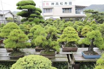 日本香川县最大的盆景园